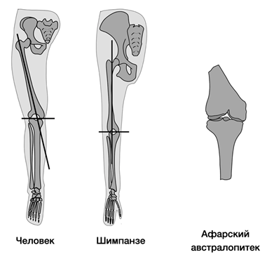 Рисунок к заданию 24