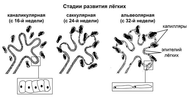 Рисунок к заданию 24