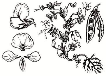 Рисунок 2 к заданию 24