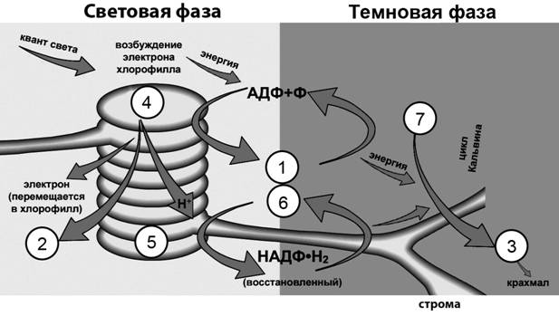 Рисунок к заданию 6