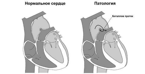 Рисунок к заданию 24
