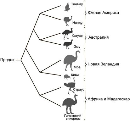 Рисунок к заданию 26
