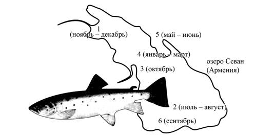 Рисунок к заданию 26