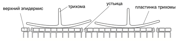 Рисунок к заданию 24