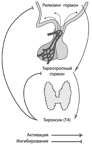 Рисунок к заданию 24