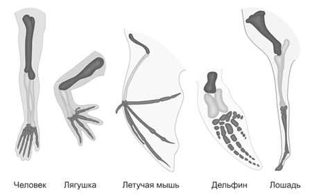 Рисунок к заданию 24