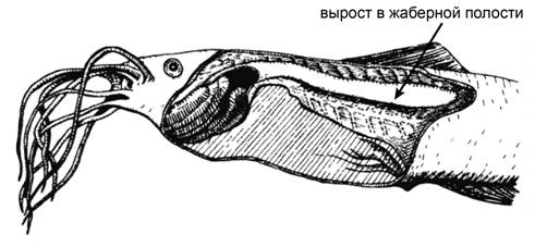 Рисунок к заданию 25