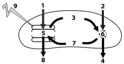 Рисунок к заданию 6