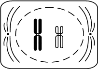 Рисунок к заданию 24