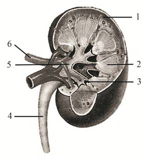 Рисунок к заданию 11