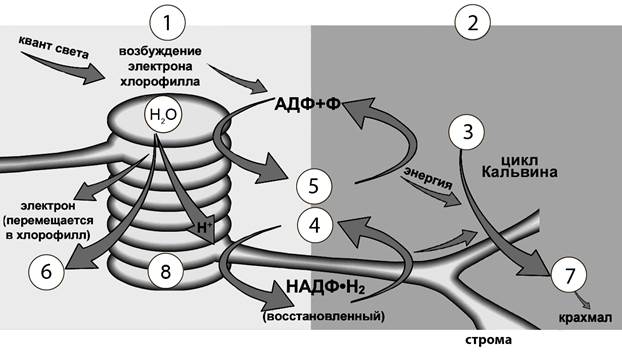 Рисунок к заданию 5